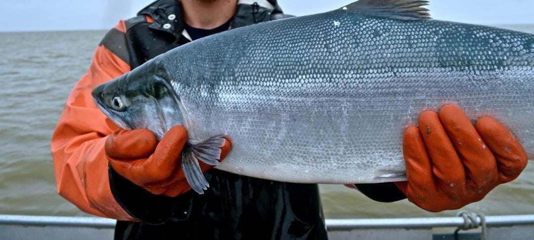 Fresh Wild Copper River King Salmon Fillets – Alaskan Salmon Co.